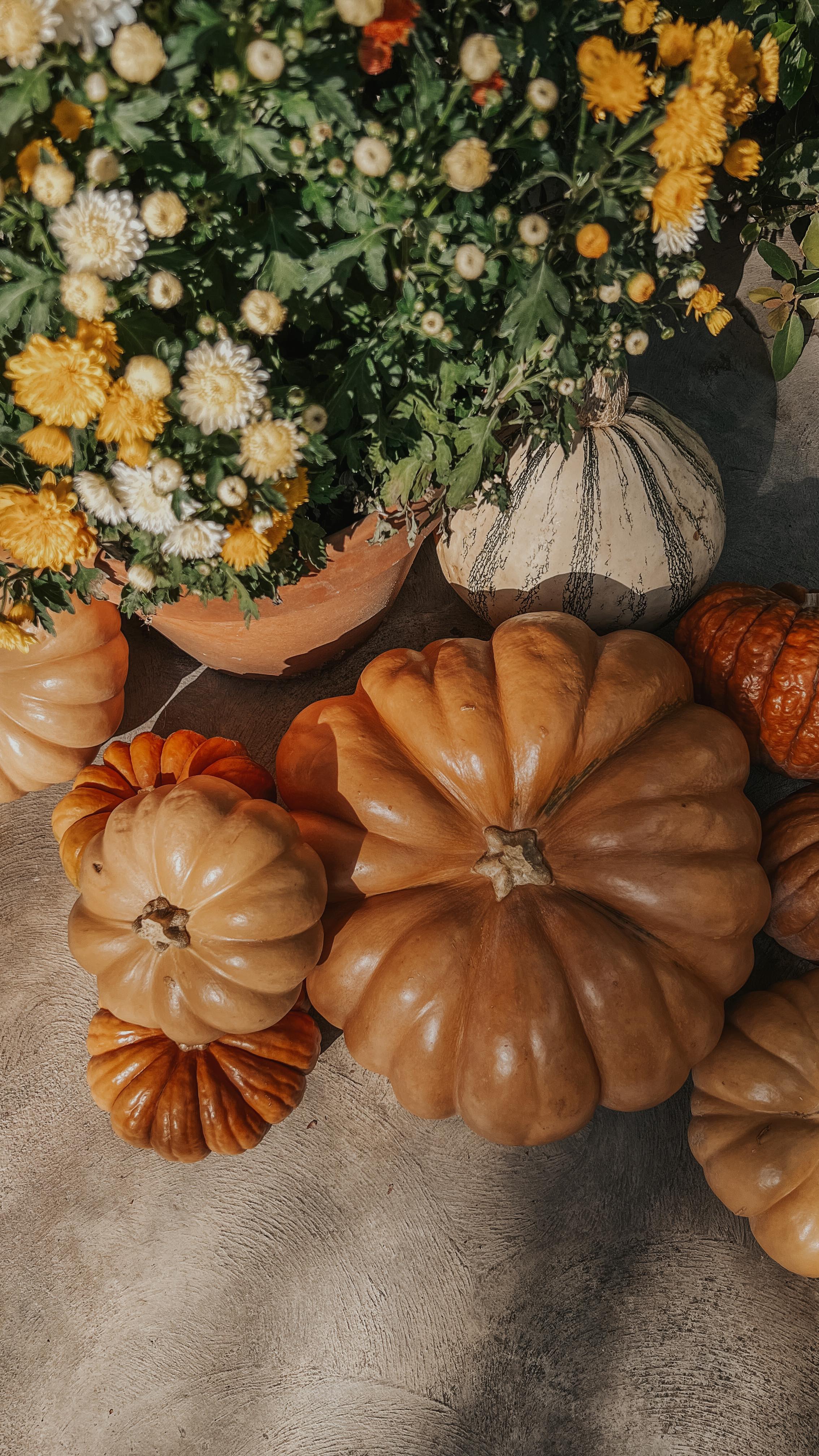 How to preserve those pumpkins all throughout the spooky season!  Do you do the real pumpkin thing or have you gone full faux?  I’m a sucker for the real thing!  Let’s just say I make a million trips to Trader Joe’s October 1st. 🎃
.
.
.
#ᏌᎢㅐøㅆэᏣфㄴᏓєçᎿᏆVеᎾᏣᎿᎭ #howto #pumpkin #fall #october